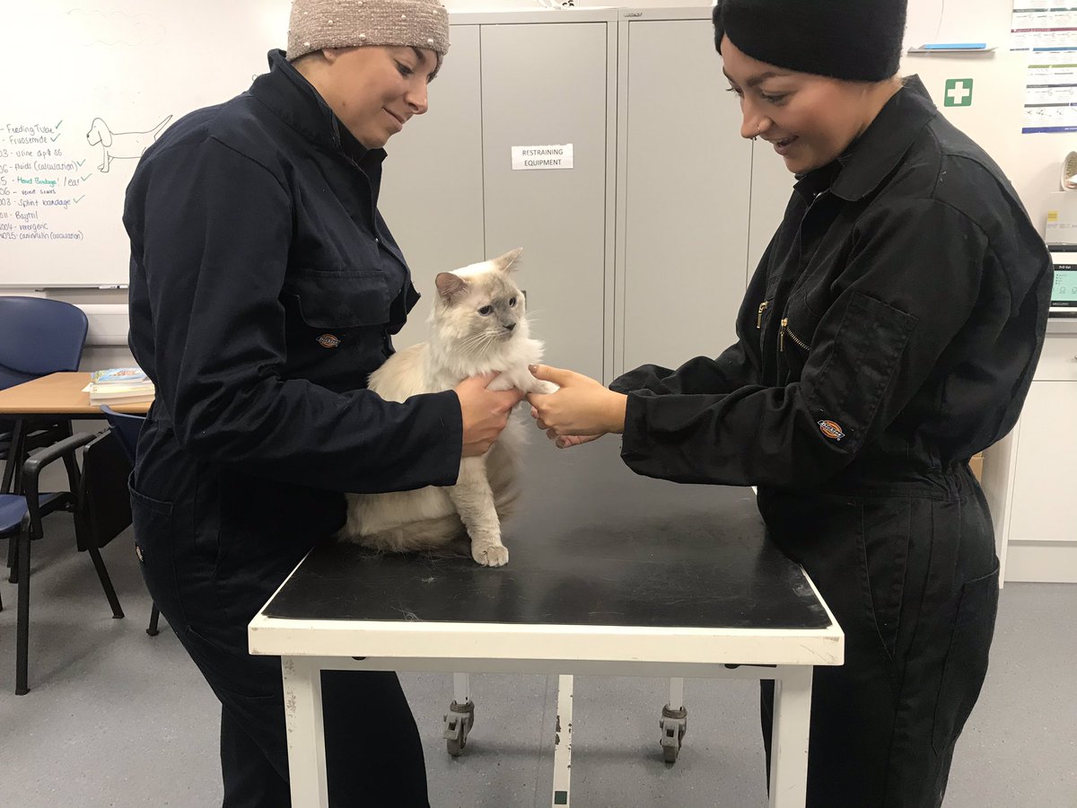 RHC_VetNursing's tweet photo. Last week our HE #VetNursing students had 2 beautiful ragdoll kitties, Esther & Darwin, and Izzy the gorgeous black moggy to practice handling & restraint on! π» They were the BEST patients. #ReaseheathVetNursing https://t.co/88HTIIDjX0