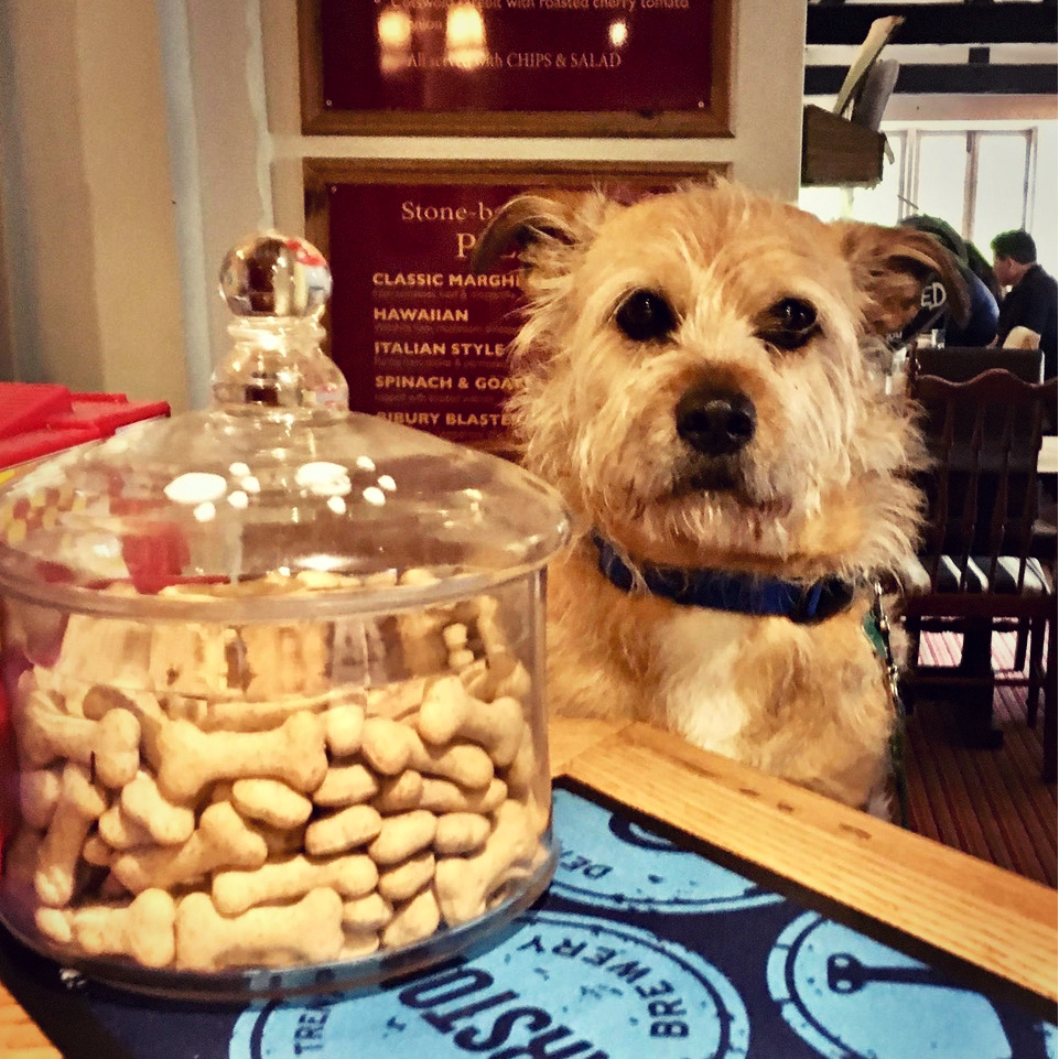 Wheel_Bibury's tweet photo. Bring your four legged friend in for a treat and have a treat yourself! 🍻 #catherinewheel #bibury #pub #doglovers #treats #cotswolds #dogswelcome #restaurant #food #beer #wine #dinner https://t.co/PAR2brRn3O