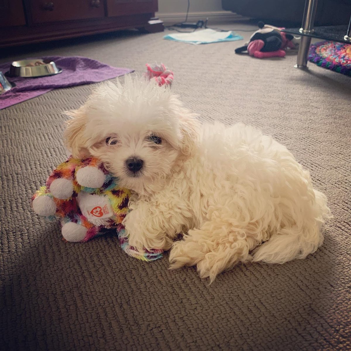 JustThingsComic's tweet photo. • Finally we have someone in the family who is clingier than I am! 🤣 •
:
:
#justthings #justthingscomics #puppylove #puppyoftheday #puppy #maltese #teacuppuppies #clingyaf #webcomic #webcomics #comic #comics #comicstrip https://t.co/EfEh8ekDvx