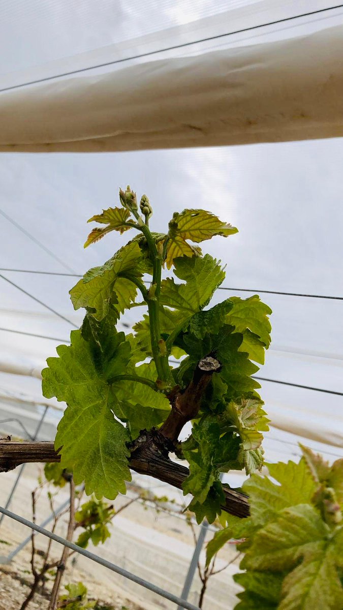 Uvasdoce's tweet photo. Esta semana comenzamos a ver en nuestras fincas el crecimiento de los brotes y la formación de lo que pronto serán los racimos de uva, de las primeras variedades de nuestro calendario. #CandySnaps🍇
#FelizMartes #FelizSemana #Uvas #Uva #salud #saludable #saludaldia #frutas #fruit https://t.co/Qr2pqmpd17