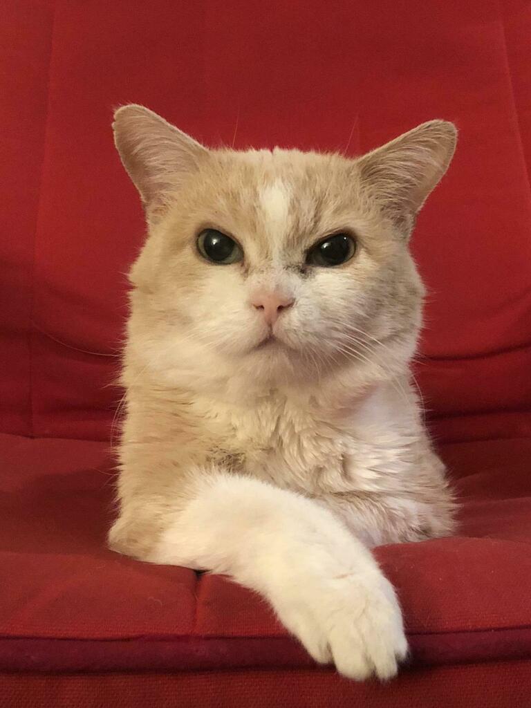 My little old man Eddie passed away this weekend. This is one of my favorite pictures of him. #cats #cutecats #bestmeow