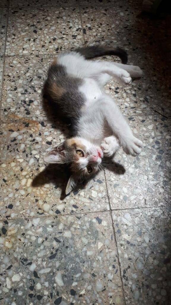 I Will find you… And I Will eat your tuna #kitten #furbaby #cats #cute
