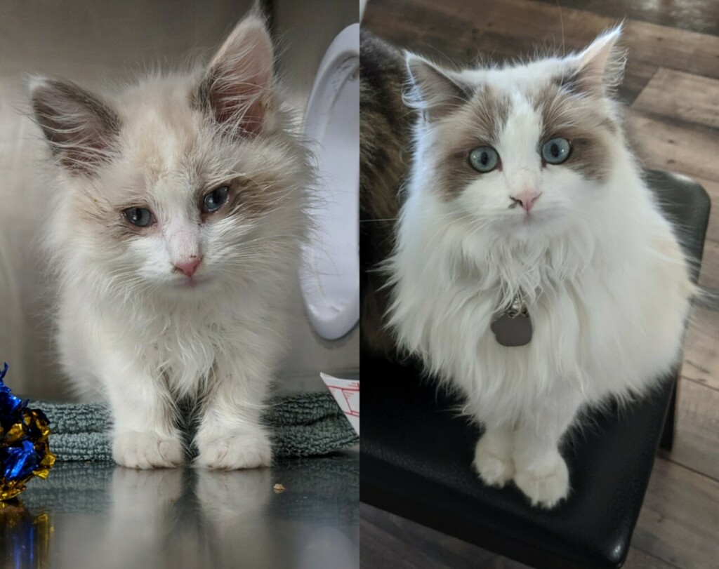 8 weeks at the shelter vs 10 months as a princess #cats #cutecats #bestmeow