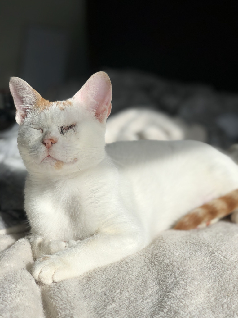 She doesn’t need to see my face to know how much I love her. She’s a VERY lucky girl to still be here. This is Cecilia. #cats #cutecats #bestmeow