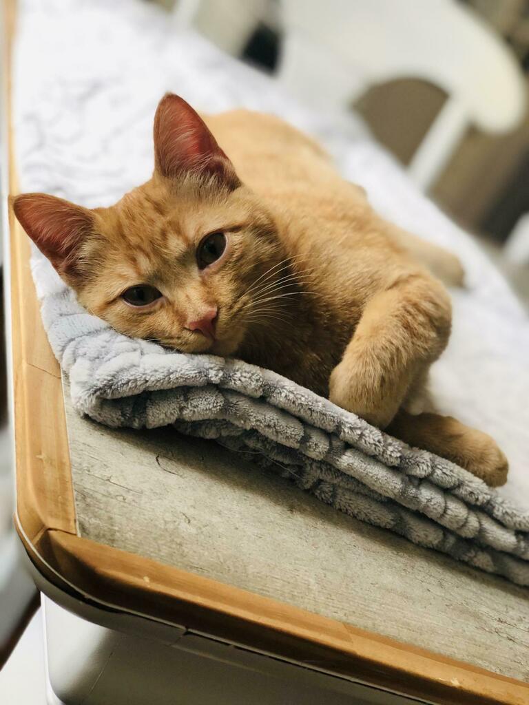 Goodnight gingers #kitten #furbaby #cats #cute