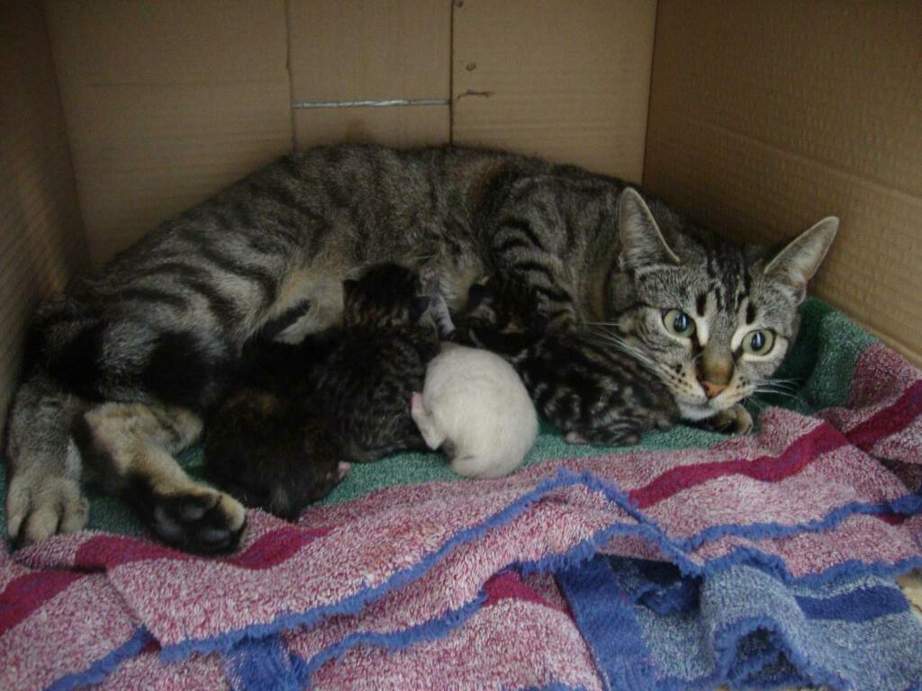 Last week she was a hungry pregnant stray. Today she’s a proud mama in a safe home. #cats #cutecats #bestmeow