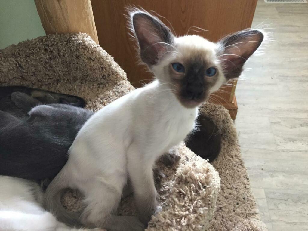 Radish #cats #cutecats #bestmeow
