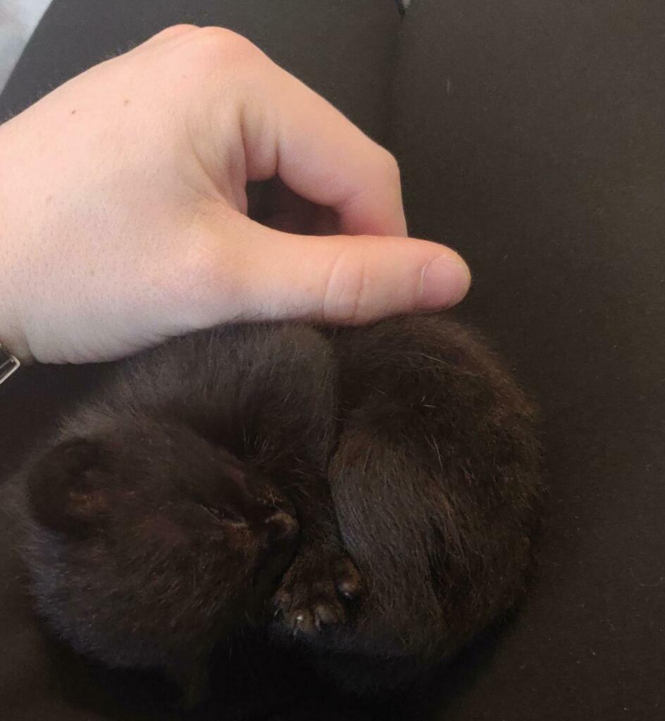Meet Light, my 4 week old kitten! #kitten #furbaby #cats #cute