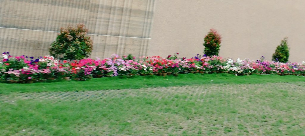 em_basu's tweet photo. Bit of a late start this year, but in full bloom now

#SpringinKolkata https://t.co/cZyahAzLUJ