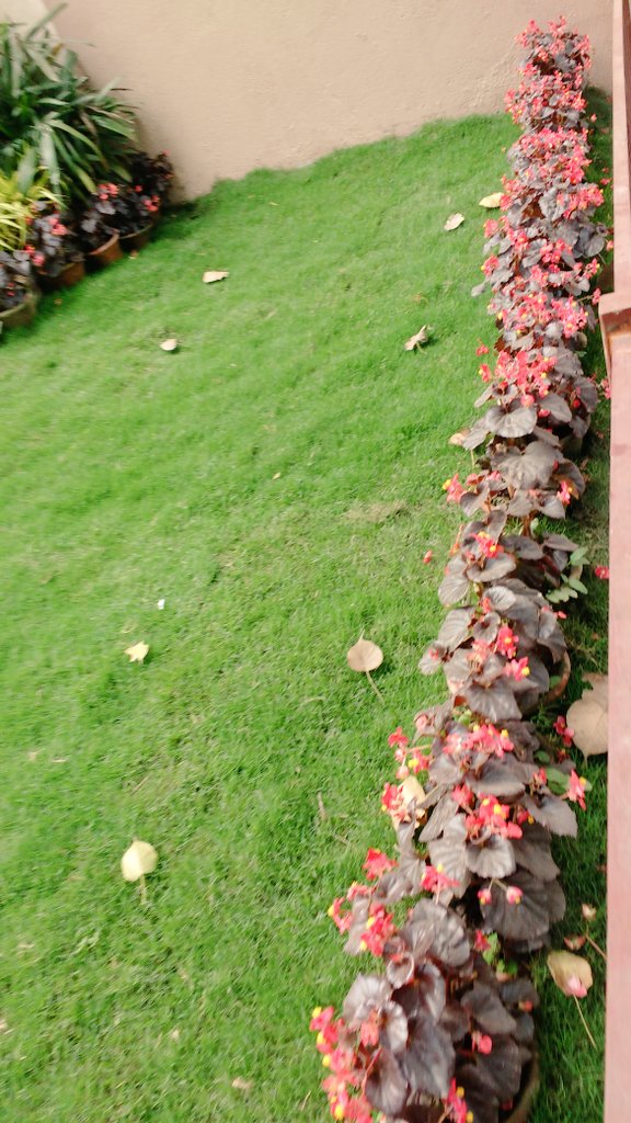 em_basu's tweet photo. Bit of a late start this year, but in full bloom now

#SpringinKolkata https://t.co/cZyahAzLUJ