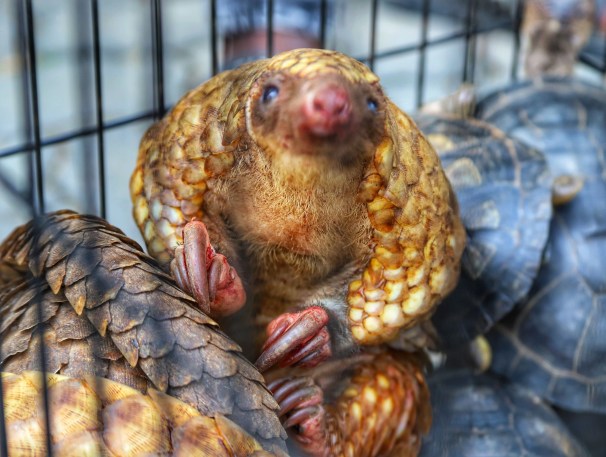 It is #WorldWildlifeDay, and we are dedicating it to the 🇳🇬 Pangolins! Peaceful and quirky, did you know that pangolins are native to🇳🇬and are already endangered? We can work together to end to all forms of illegal trade in Pangolins, both for food and ornaments!

#SustainableUse