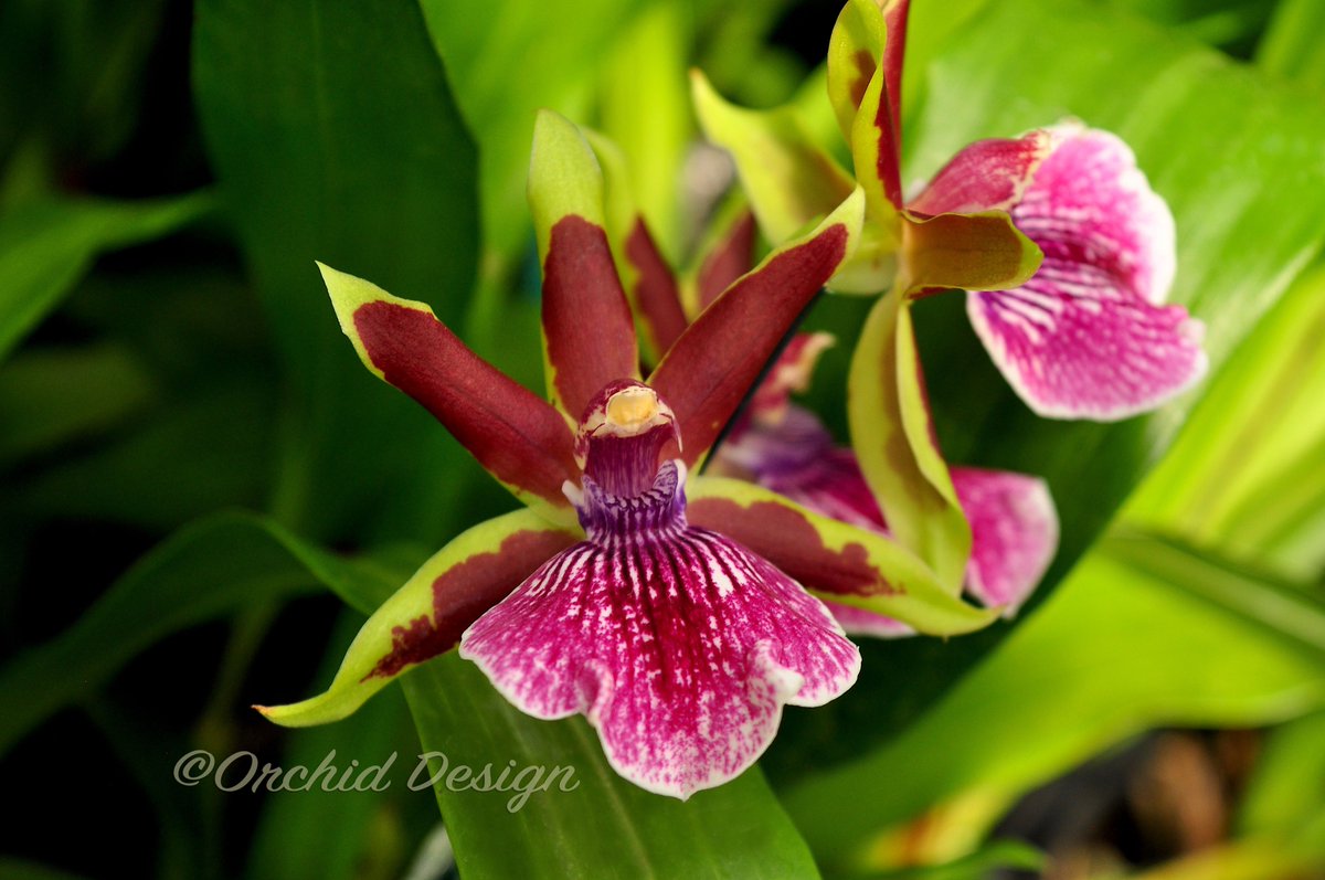 Orchid Design hope to see you at the 75th Santa Barbara International Orchid Show
Mar. 13 – 15 • 9 am - 5 pm
Earl Warren Showgrounds
3400 Calle Real, Santa Barbara, CA