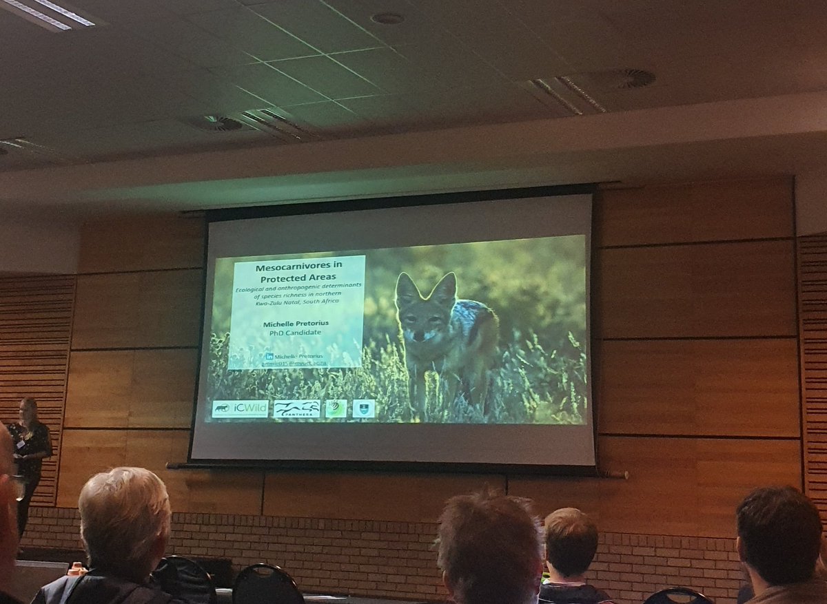 RebeccaPMuller's tweet photo. Great talk from Michelle Pretorius on the status of meso carnivores in Protected Areas and how the assumption that they are well conserved here is up for debate @SSNM_KNP #ssnm2020 #mesocarnivores https://t.co/NAwbhMJTp6