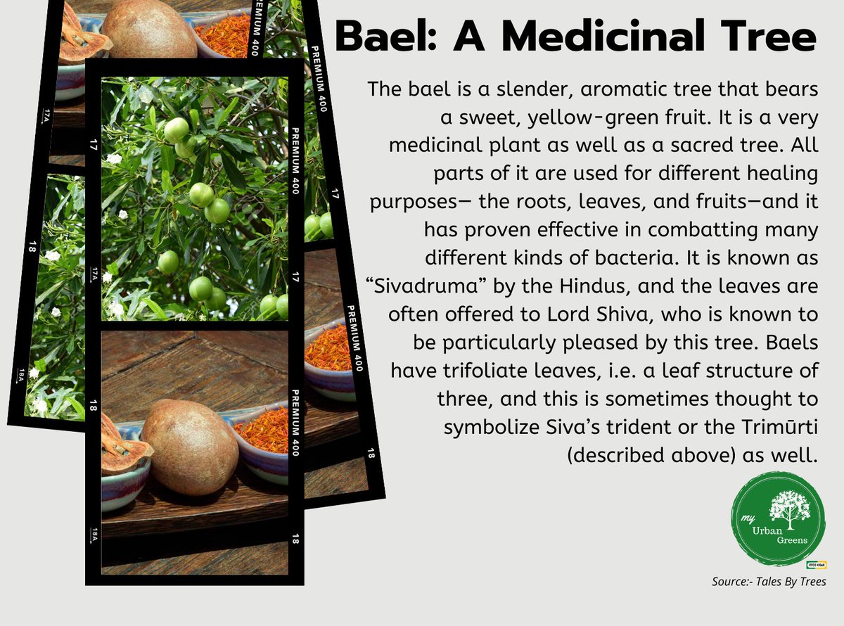 myurbangreens's tweet photo. 𝙱𝚊𝚎𝚕: 𝙰 𝙼𝚎𝚍𝚒𝚌𝚒𝚗𝚊𝚕 𝚃𝚛𝚎𝚎
#bael #baeltree #balefruit https://t.co/YXxnfw7cmI