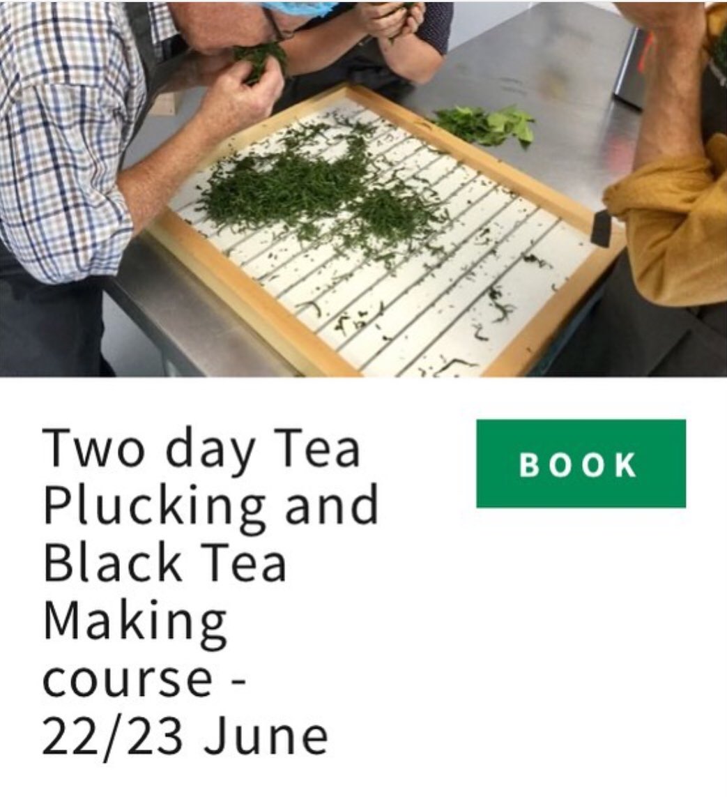 scotteafactory's tweet photo. Ever wanted to learn how to pluck and make tea? Don’t miss this unique opportunity! To book a place on all courses including U.K. Tea Academy Tea Champion courses at the Scottish Tea Factory go to https://t.co/3Bozl5RhPO  #teamaking  ⁦@UKTeaAcademy⁩ ⁦@scotteafactory⁩ https://t.co/5MA6xZE433