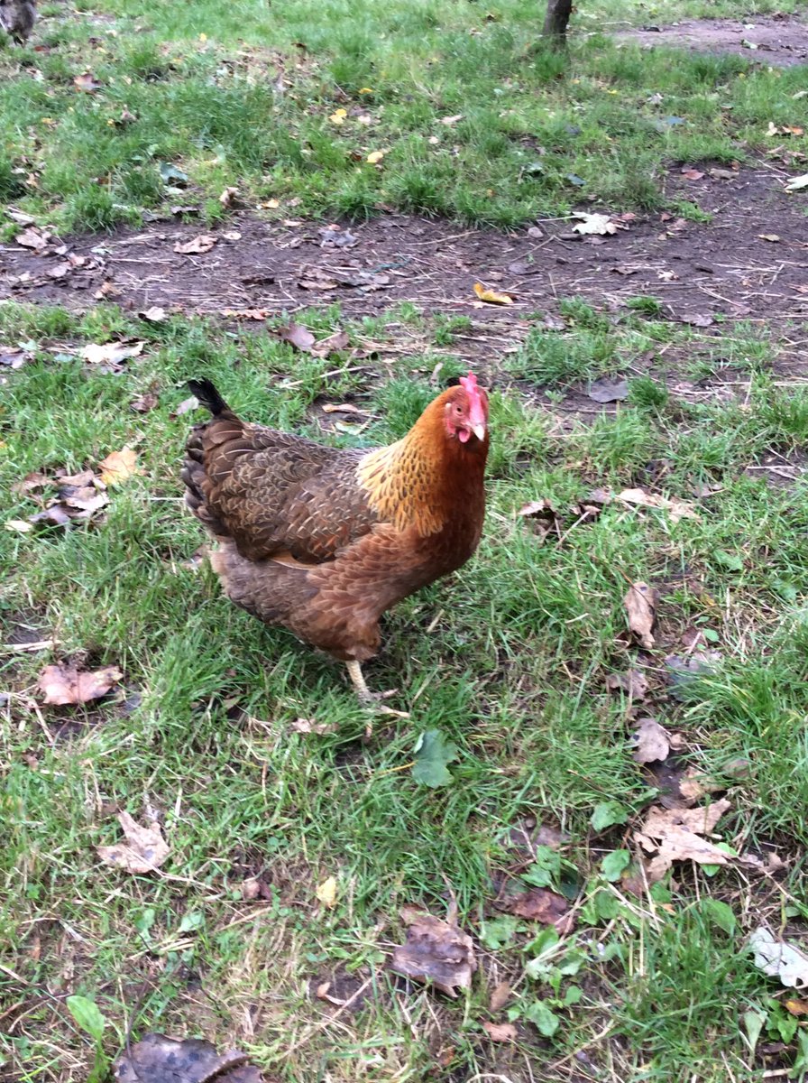 foley_park's tweet photo. These lovely ladies are getting some new friends soon! Watch this space for chicken news. #missourbantams #rescuechucks #joinourfamily #Foleyparkacademy #Forestschoolrocks https://t.co/HF8XZbslhg
