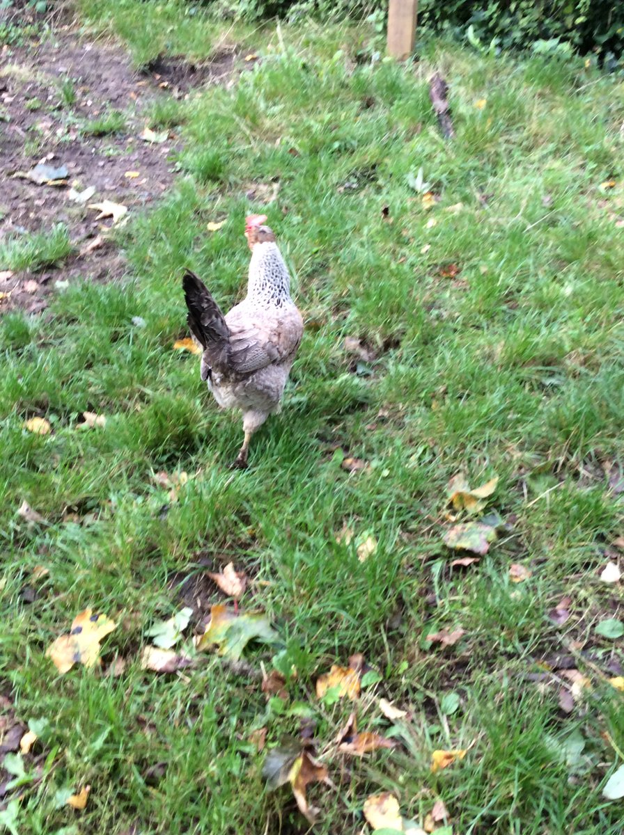 foley_park's tweet photo. These lovely ladies are getting some new friends soon! Watch this space for chicken news. #missourbantams #rescuechucks #joinourfamily #Foleyparkacademy #Forestschoolrocks https://t.co/HF8XZbslhg