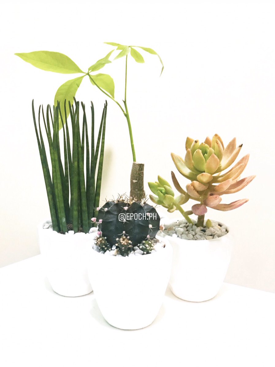 EpochPh's tweet photo. We would like to thank Ms. Gloyins Mortola of Mandaluyong City for choosing Epoch Philippines! We hope that these plants will bring more positive energies in your humble abode!

#succulentsph #cactiph #giftsph https://t.co/10zur9Yyci