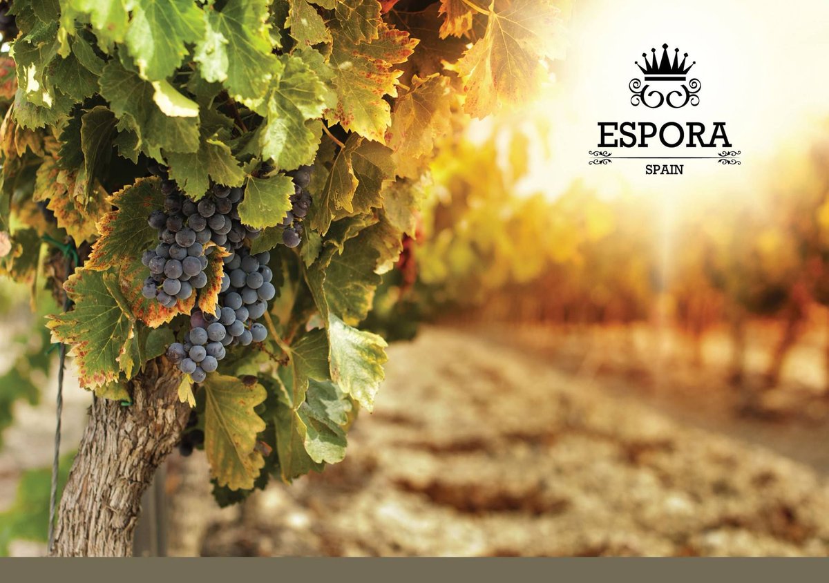 WaterfallsFB's tweet photo. This month sees the launch of @EsporaPremium range of non alcoholic wines to the ME. https://t.co/cjQ4ZvyyGt for the full range.
#alcfree #lowcal #healthy #cabsav #chardonnay #pinotnoir #24kgold #spain #premium #halal https://t.co/pSlujcwJv1