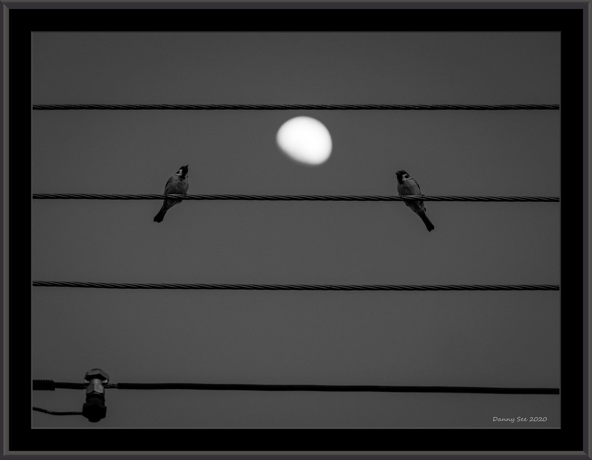 dannyscs's tweet photo. "Soul Companion" #art #conceptualart #blackandwhite #blackandwhitephotography #photography #birds #blackandwhitephoto #bnw_captures #bnwphotography #photo #Photographer #monochrome #AP_Magazine #ThePhotoHour #DailyPhotoRTG @YourDSLR #Moonlight #OLYMPUS https://t.co/leT7hhm7JP