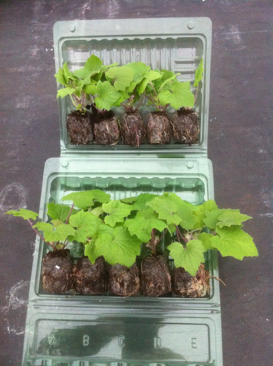 PlugplantUK's tweet photo. Choose from our wide range of varieties and colours that can be delivered to your home, suitable to be planted directly into your pots, baskets and borders: https://t.co/vjOB8s1MmJ

#plugplants #lovegardening #gardenlife https://t.co/FnudlpdjUI