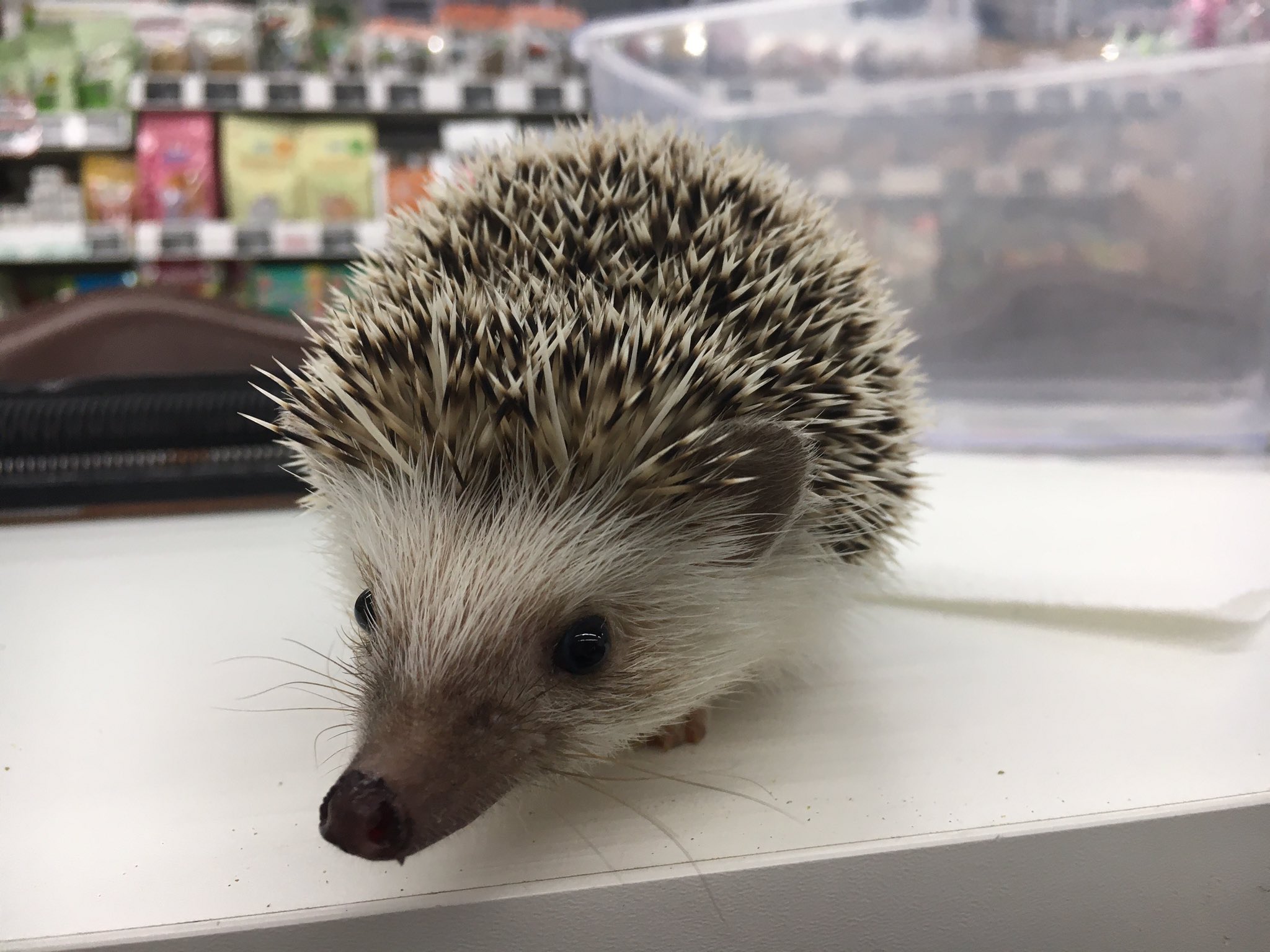 ホームセンタームサシ久喜菖蒲店 ニコペット 小動物魚 Nicopet1 Twitter