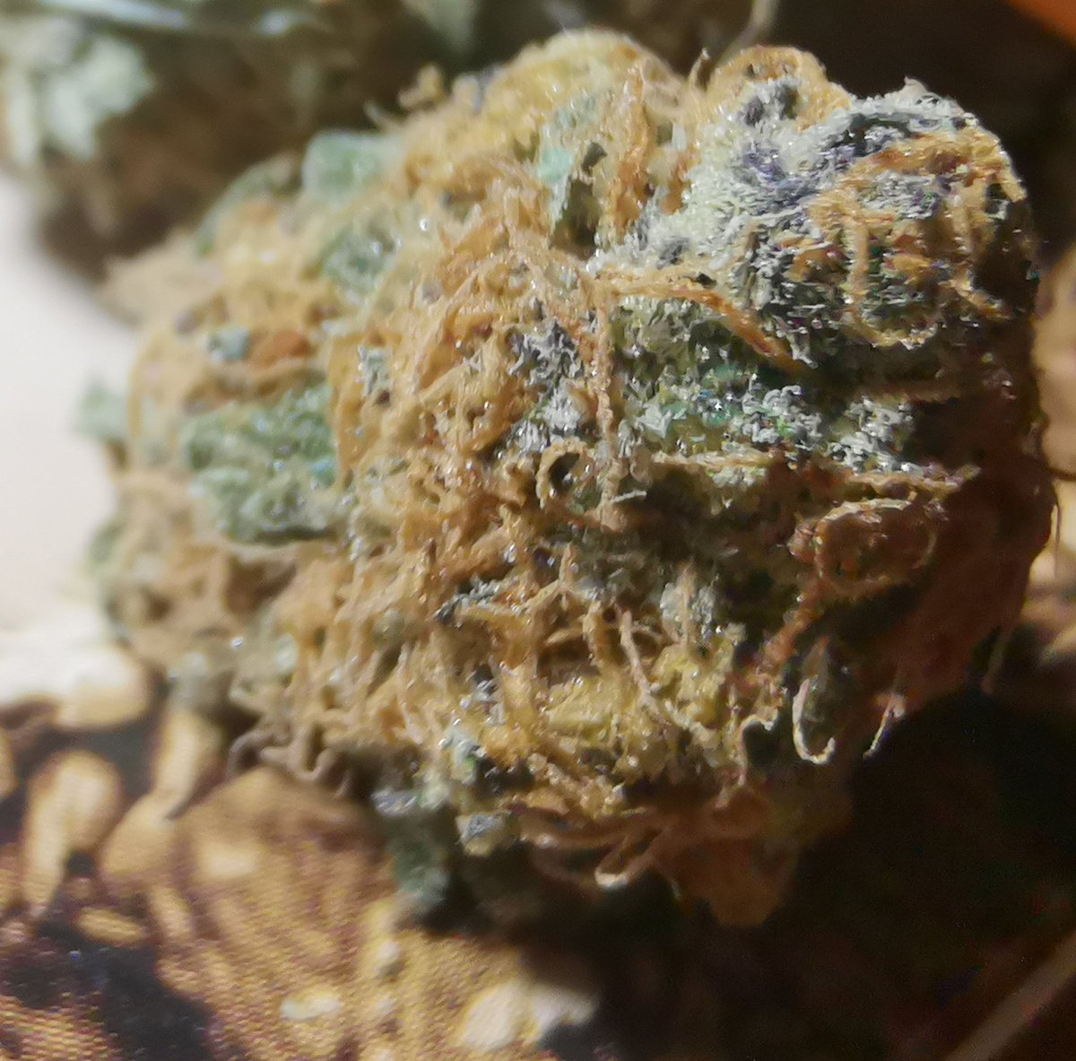 Weed_bcn's tweet photo. Blackcherrypunch @InhouseGenetics made in Spain 🇪🇸 clon import USA 🇺🇸 #clonelite https://t.co/OuzhHdF8xa