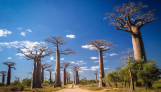 Felisa_Palacio's tweet photo. Viaje a Madagascar. Grupo verano. Aventuras en Madagascar https://t.co/KMgQwRn0v1 https://t.co/g4mTseCYom