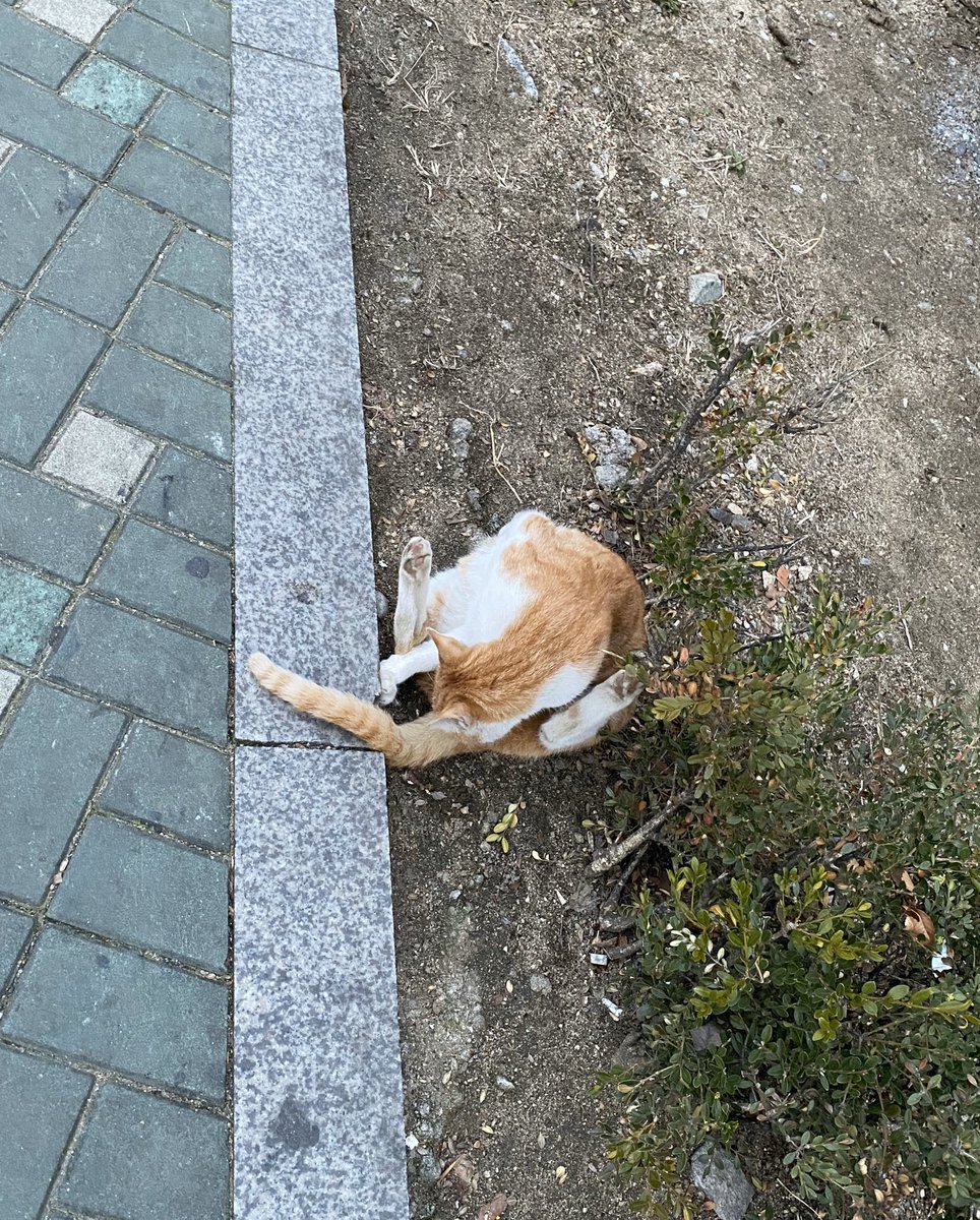 nsnforkkk's tweet photo. 혹시 대림역 주변에서 고양이 잃어버린 분 계신가요. 길 가는데 야옹야옹하면서 따라오고 사람 경계도 안하는데.. 집 나온 애 같아 보여요😢 https://t.co/fhGWuZMwuG