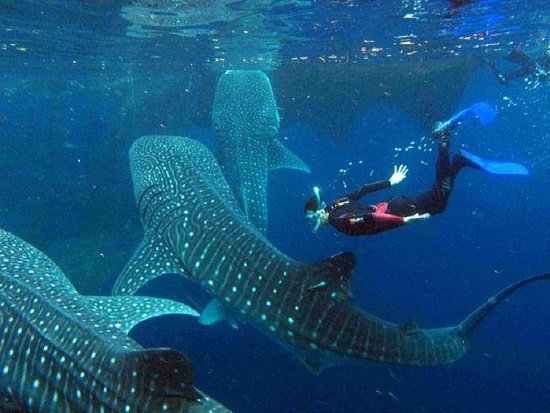 destinations_tr's tweet photo. Swimming next to the worlds largest fish, can be an amazing experience of a life time. 🐋

COME JOIN US! 😊😊

#destinationstour #Oslob #Whalesharks #packagetour #traveloperator #ItsMoreFunInThePhilippines
📸Picture credit to owner https://t.co/L1mDEOjRse