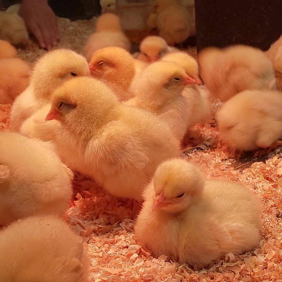ニワトリさん 飼ってないからオービィ横浜でモフったヒヨコ達を置いていきます ヒナ祭り ニワトリさん 飼ってないからオービィ横浜でモフったヒヨコ達を置いていきます ヒナ祭り