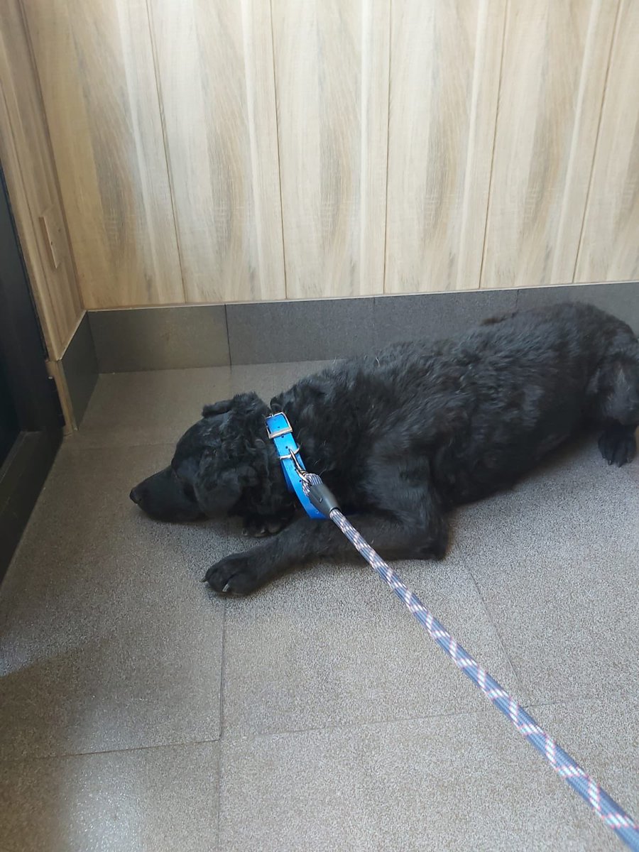 Psychoo93's tweet photo. Apareció ayer en vallobin, creemos que es de algún prao del Naranco, no tiene chip, es muy bueno y rondará el año, se agradece difusión porfi😿😿 https://t.co/xoMwgApCb1