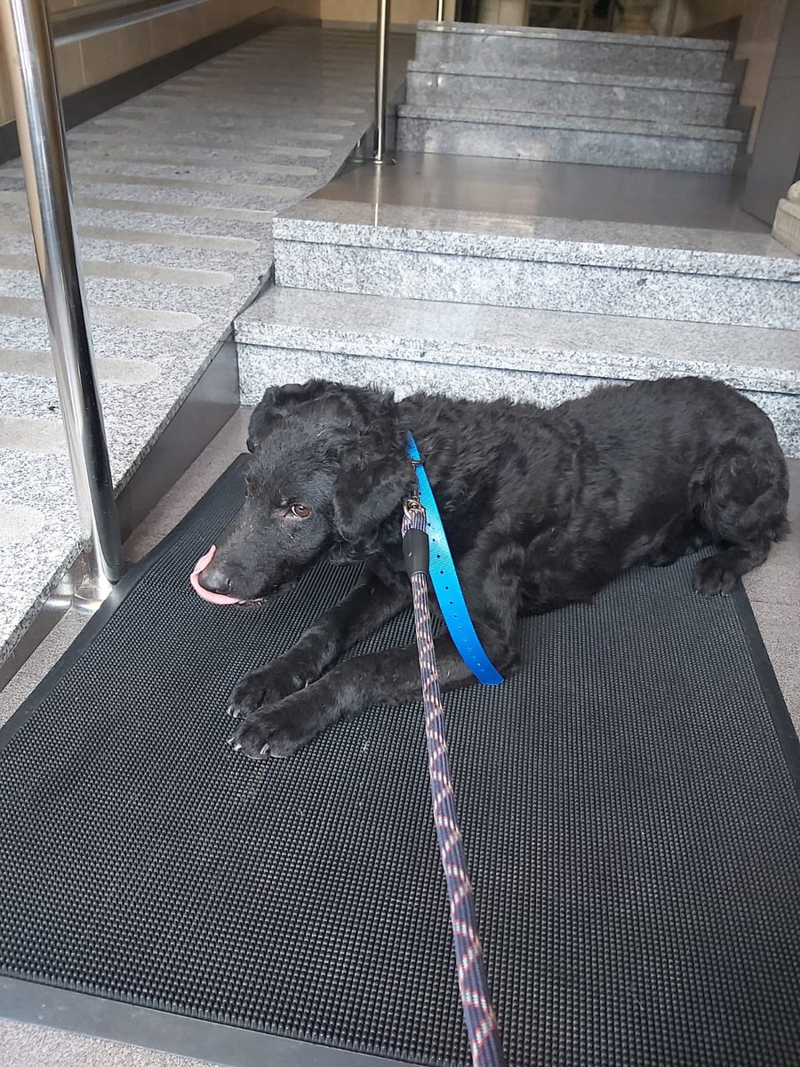Psychoo93's tweet photo. Apareció ayer en vallobin, creemos que es de algún prao del Naranco, no tiene chip, es muy bueno y rondará el año, se agradece difusión porfi😿😿 https://t.co/xoMwgApCb1