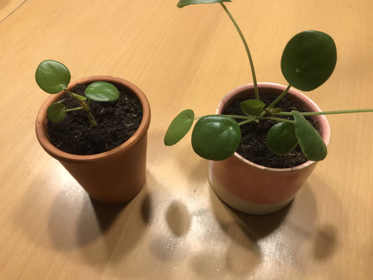 lautje040's tweet photo. Ik heb weer stekjes geplant. Zo leuk om ze op te zien groeien. #pilia #pannekoekenplant #nieuwleven https://t.co/T9JB9JSwbe