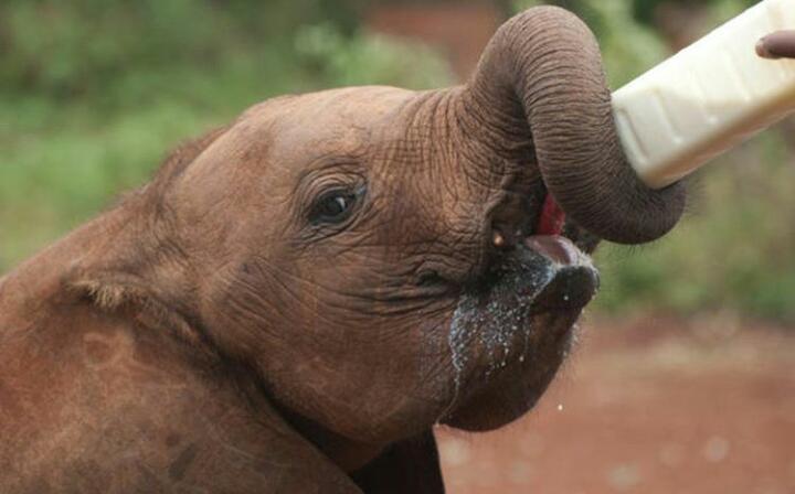 kertichi's tweet photo. Protecting the welfare of animals decreases the spread of diseases improving the 
relationship human beings have with the animals they keep. Join us to vouch for the better 
treatment of animals. Join us to give a #Promise4Wildlife this #WorldWildlifeDay https://t.co/PmOP7WhFGO