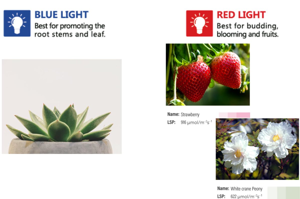 LedHaoyang's tweet photo. How often do you chat with your plants and fruits?
Knowing what they need, like we know what we need.
Feel free to let us solve your issues, you can contact by:
xch@haoyangled.com
#horticulturallighting #horticulture #plantlights #growlights #wavelength #haoyangled https://t.co/0eOqcRfCfL