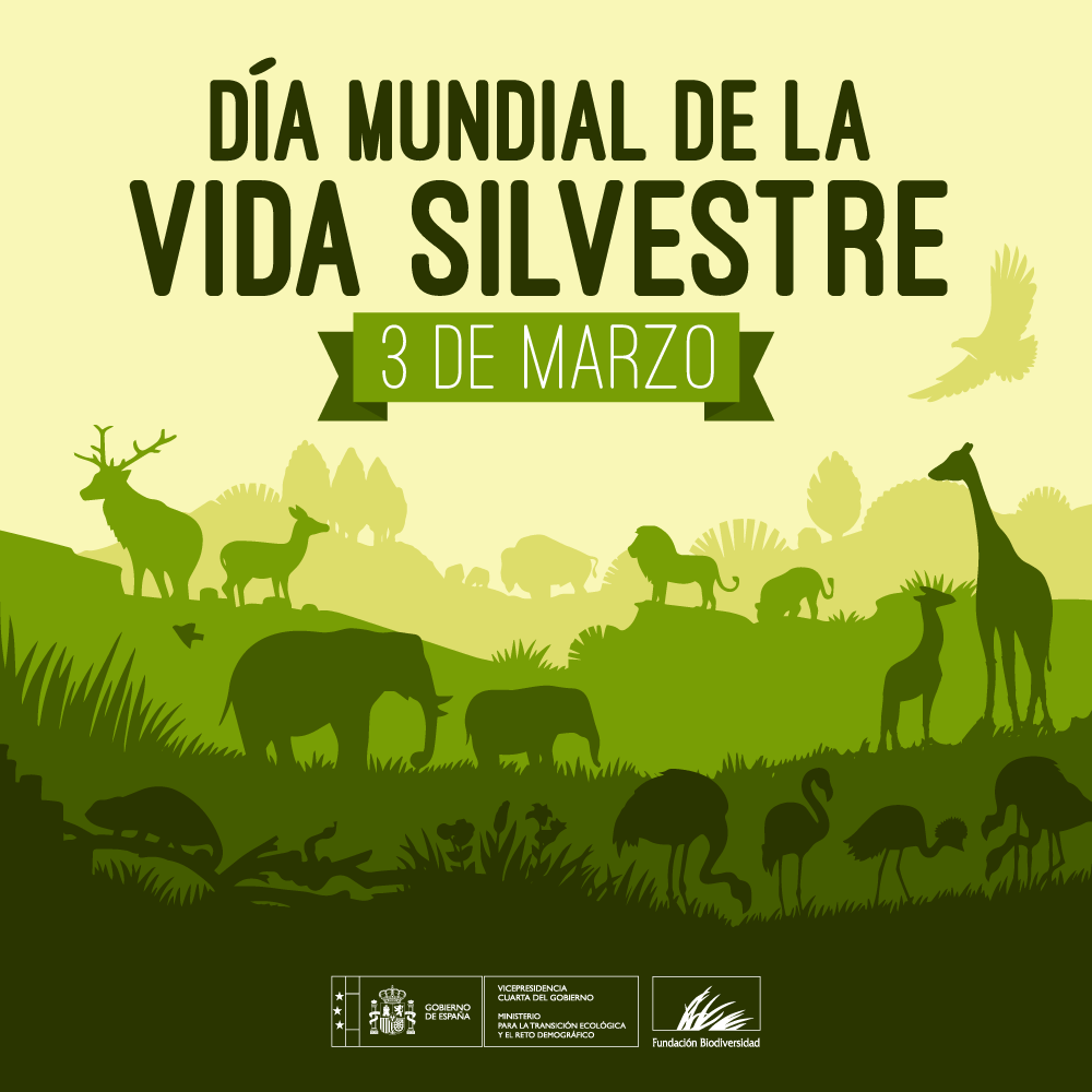 FBiodiversidad's tweet photo. Un millón de los ocho millones de especies animales 🐋 y vegetales 🌳 conocidas están amenazadas de extinción ⚠️ y podrían desaparecer en solo décadas si no se toman medidas efectivas.

⌛️ Aún estamos a tiempo…

#DíaMundialDeLaVidaSilvestre #WWD2020 #Biodiversity2020 https://t.co/x2ACzMFBXN