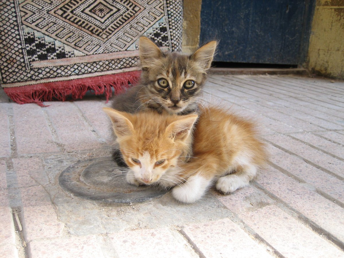 Stharleyttes Vaccineepfizer Un Jour Un Chat L Ecole Pour Nous C Est Buissonniere Les Chats Des Rues D Essaouira Stharleyttes Vaccineepfizer Un Jour Un Chat L Ecole Pour Nous C Est Buissonniere Les Chats Des Rues D Essaouira