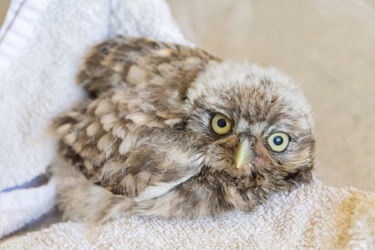 A l'occasion de la #journeemondialedelaviesauvage2020 Faune Alfort lance son appel à dons pour pouvoir prendre en charge 2000 jeunes animaux sauvages dans ses centres de soins. Merci de diffuser au maximum ce lien cutt.ly/AtwW97O 🙂#biodiversite #WorldWildlifeDay #WWD2020