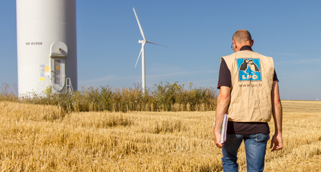 LPOFrance's tweet photo. LPO et @OFBiodiversite publient une synthèse des connaissances sur les impacts de l'énergie éolienne sur la #biodiversité et les moyens de les atténuer 
Des progrès restent à faire ▶️ https://t.co/sknlxekWjg https://t.co/KbwB6C2hw5