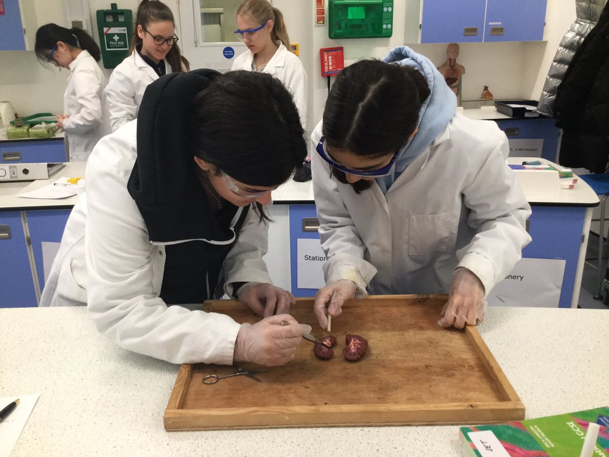 QG_Science's tweet photo. Fifth form have been dissecting kidneys this morning to look at their layers #QGScience https://t.co/FJEyk3bKLv