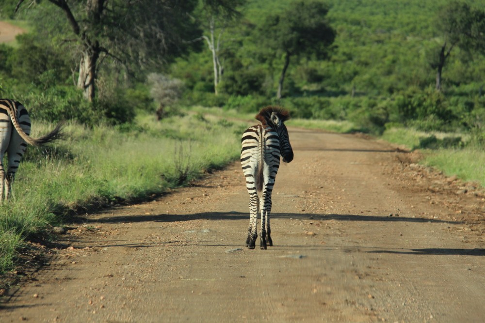 Today is World Wildlife Day. The #ClimateEmergency is a Biodiversity Emergency. We declare for every species we share this planet with. Please join our movement to transform tourism so it regenerates our climate, wildlife and communities. bit.ly/30I7EnQ