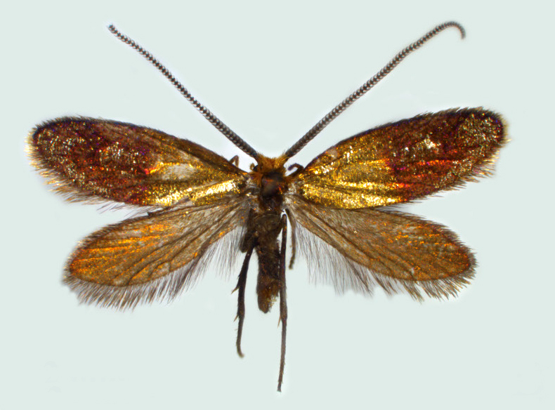 #EJTaxonomy :  Descriptions of two new Vietomartyria species (Lepidoptera, Micropterigidae) from China
europeanjournaloftaxonomy.eu/index.php/ejt/…
Cheng-Qing Liao, Toshiya Hirowatari, Guo-Hua Huang
#Micropterigidae #Entomology #buterfly #newspecies #insects #Papillon #Lepidoptera #lepidopterist