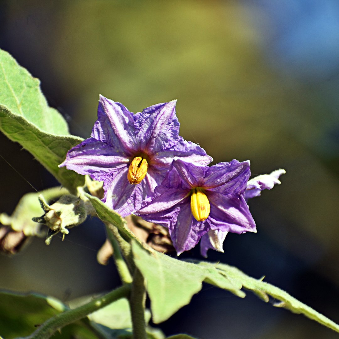 NepfSolutions's tweet photo. Solanum Melongena (Egg Plant or Brinjal Flower)

#pestcontroltelangana #bestpestcontrolhyderabad #bestpestcontrol #proffesionalpestcontrol #pestcontrolservices #pestcontrolprofessionals #pestcontrol #pestcontrolservice #pestcontrolhyderabad #bestpestcontrolhyderabad #naturelover https://t.co/LpWBKiA0wY