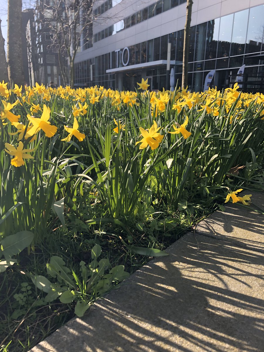 KatherineELeach's tweet photo. The sun is finally out and these daffodils are looking great despite the recent storms #spring #sunshine #urbangarden https://t.co/tV4nFOHvY4