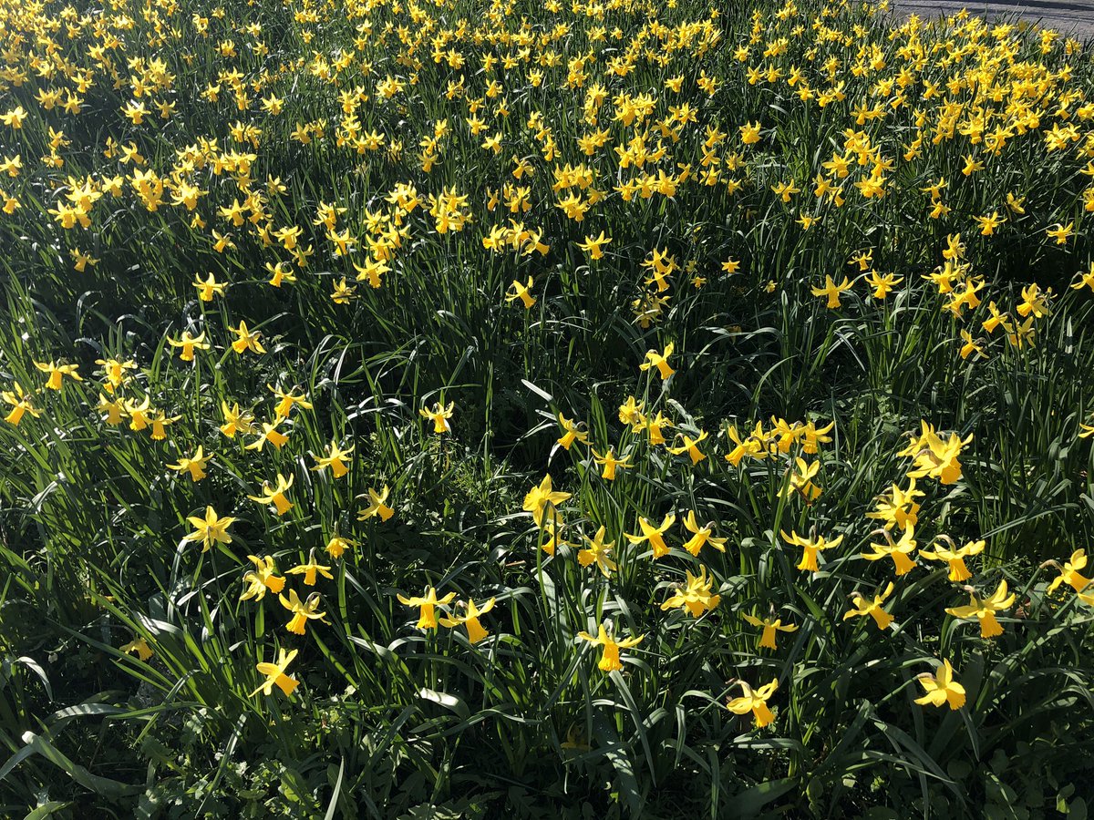 KatherineELeach's tweet photo. The sun is finally out and these daffodils are looking great despite the recent storms #spring #sunshine #urbangarden https://t.co/tV4nFOHvY4