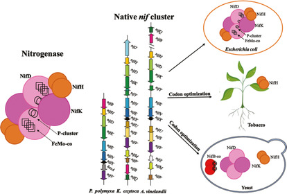 ChemBioChem's tweet image. Engineering nitrogen fixation in non-diazotrophic hosts to develop nitrogen-fixing cereal crops is reviewed (Chen at China Agricultural University) #GeneExpression #GeneticallyModifiedCrops doi.wiley.com/10.1002/cbic.2…