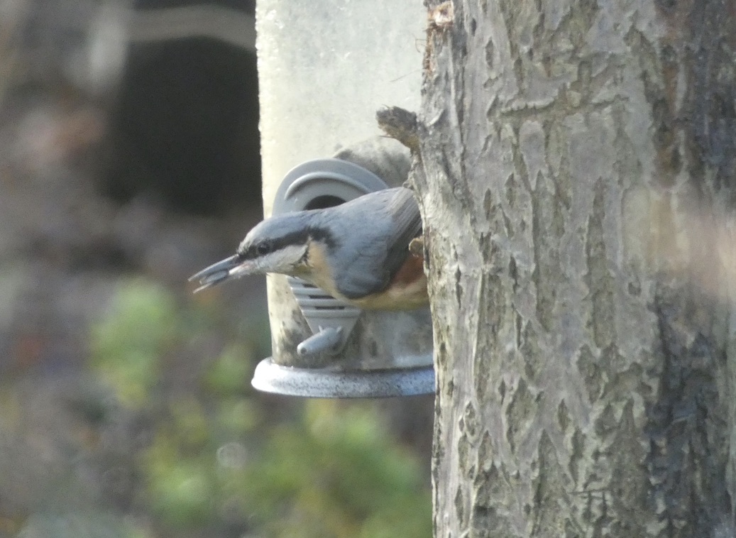 A Stroud Garden 2020. Picking up again from the 2019 series, showing the wildlife in a single garden, 5 minutes form the town centre - in support of our Garden Guardians project. February: Stock Dove; Collared Dove; Great Spotted Woodpecker; Nuthatch.