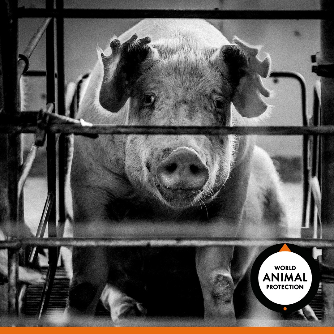 HubMumbah's tweet photo. When love dies the world ends..and love starts from how we treat the animals.. #promise4wildlife https://t.co/aIw34Ivuh5