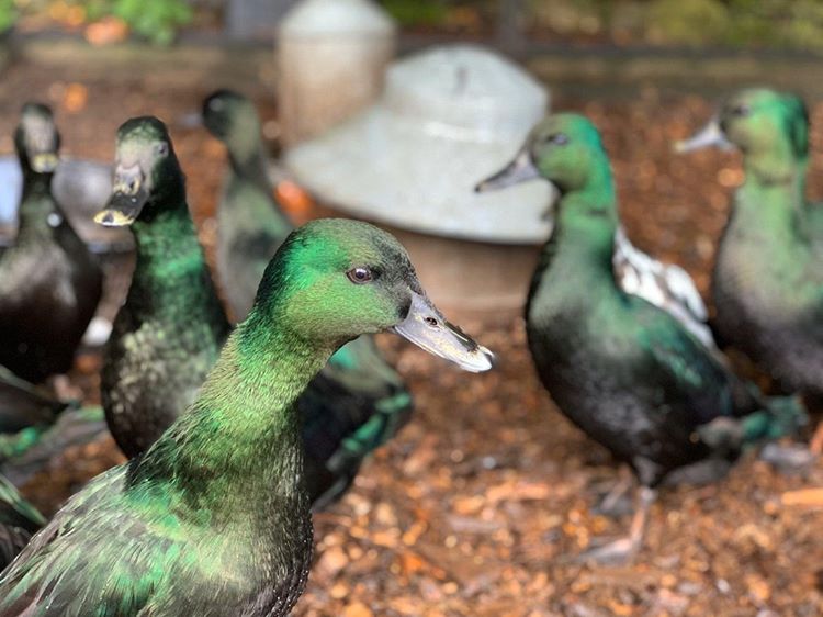 The gardens at Holker Hall are filled with beautiful wildlife from eye-catching butterflies to our famous Holker Deer!

#WorldWildlifeDay